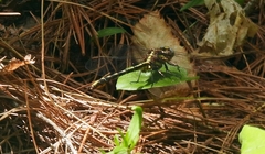Dromogomphus spinosus