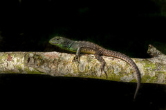 Stenocercus bolivarensis