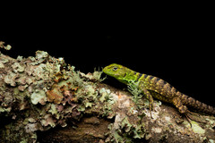 Stenocercus bolivarensis