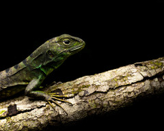Stenocercus bolivarensis