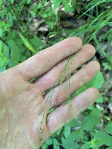 fowl mannagrass (Glyceria striata)
