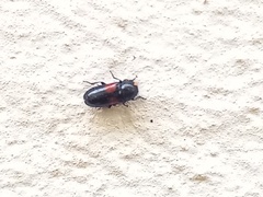 Divales bipustulatus