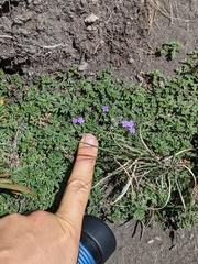 Glandularia teucriifolia