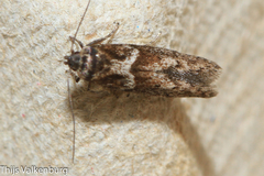 Blastobasis marmorosella