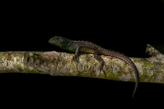 Stenocercus bolivarensis