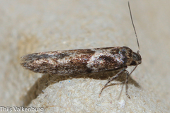 Blastobasis marmorosella