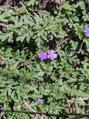 Glandularia teucriifolia