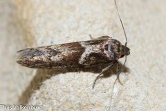 Blastobasis marmorosella