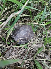 Kinosternon abaxillare