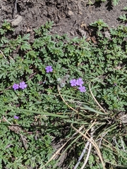 Glandularia teucriifolia