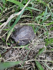 Kinosternon abaxillare