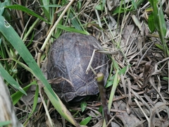 Kinosternon abaxillare