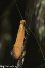 Reisserita chrysopterella