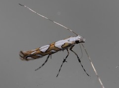 Acrocercops albinatella