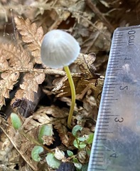 Mycena subviscosa