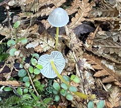 Mycena subviscosa