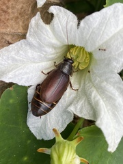 Diploptera punctata