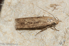 Platyedra subcinerea