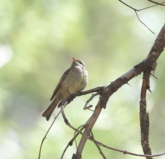 Empidonax affinis