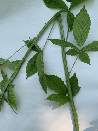 Rubus argutus