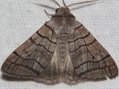 Liometopa rectilinea