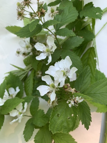 Rubus argutus Link