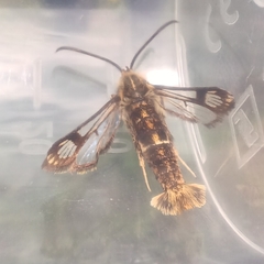 Chamaesphecia euceraeformis