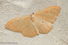Idaea sardoniata
