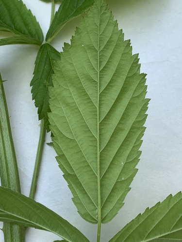 Rubus argutus