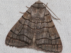 Liometopa rectilinea