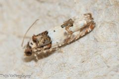 Epinotia thapsiana