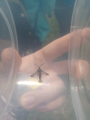 Chamaesphecia euceraeformis