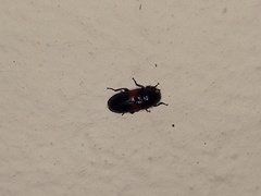 Divales bipustulatus
