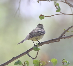 Empidonax affinis