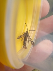 Chamaesphecia euceraeformis