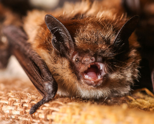 Little Brown Bat photographed in Wyoming