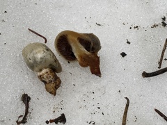 Pholiota nubigena