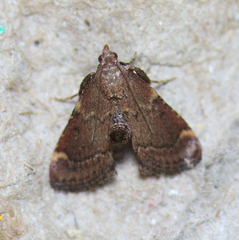 Hypsopygia phoezalis
