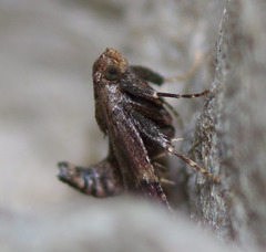 Hypsopygia phoezalis