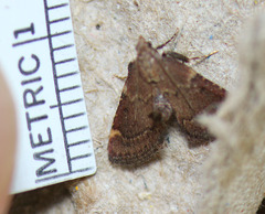 Hypsopygia phoezalis