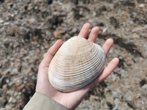 Ezocallista brevisiphonata