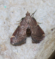 Hypsopygia phoezalis