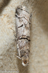 Acrobasis romanella