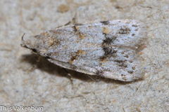 Symmoca signatella