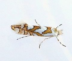 Phyllonorycter insignis