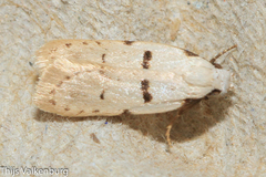 Stibaromacha ratella