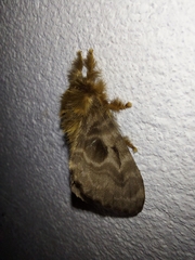 Titya synoecura