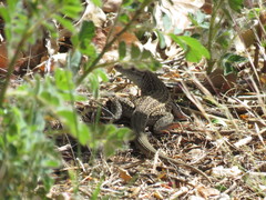 Aspidoscelis exsanguis