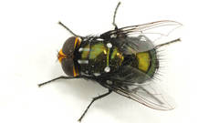 Amenia leonina