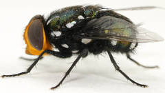 Amenia leonina